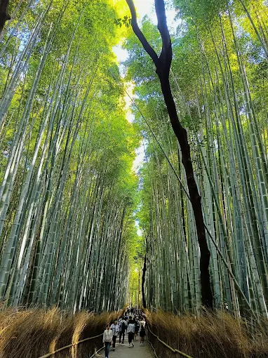 bamboo forest