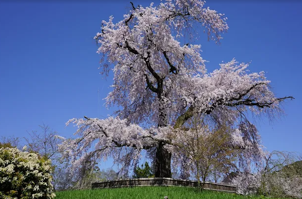 How to Plan the Perfect Autumn Kimono Photo Shoot: Timing, Weather & Location Tips for Japan